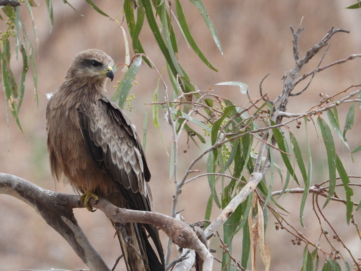 Black Kite - ML609623844