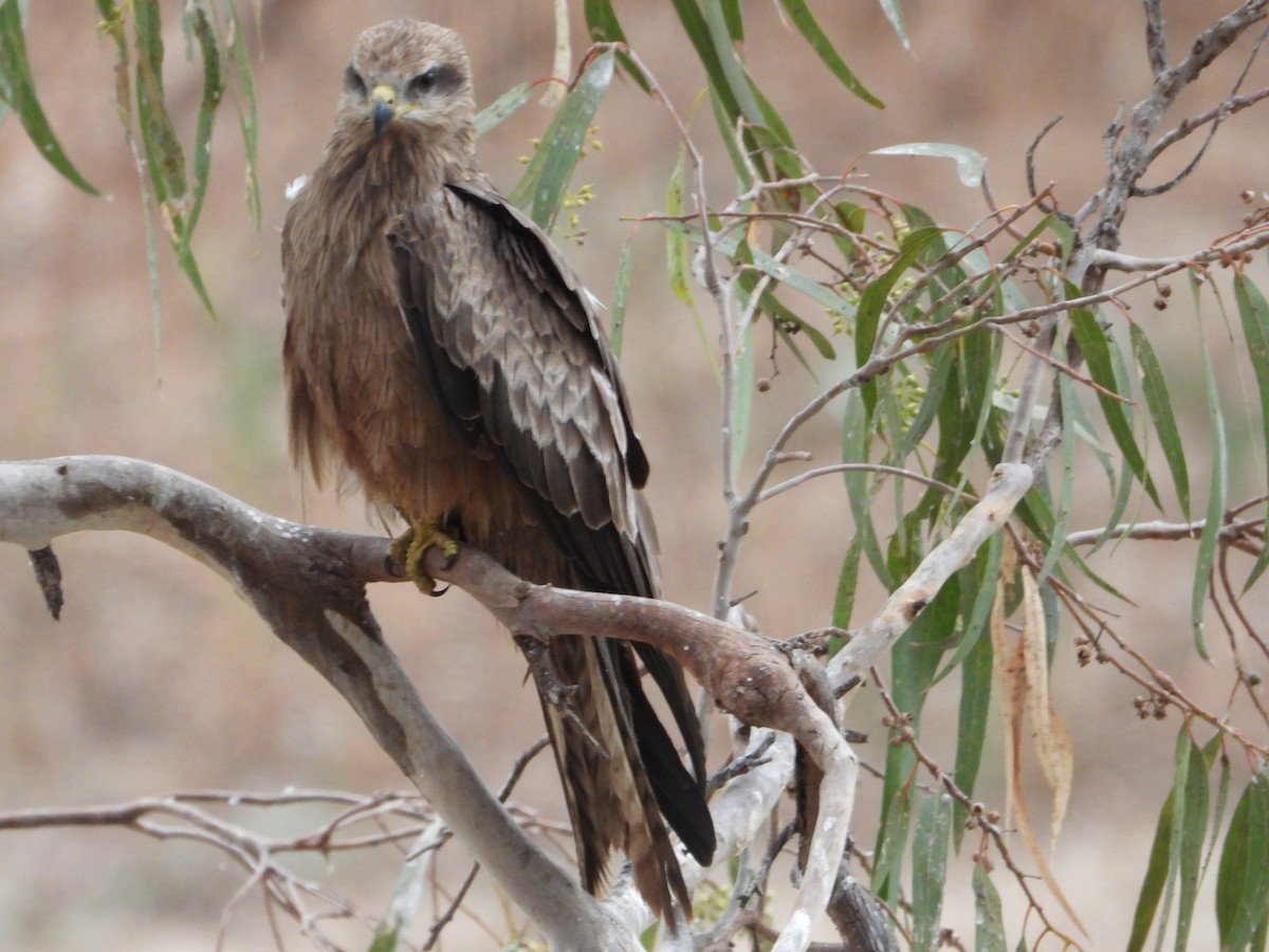 Black Kite - ML609623845