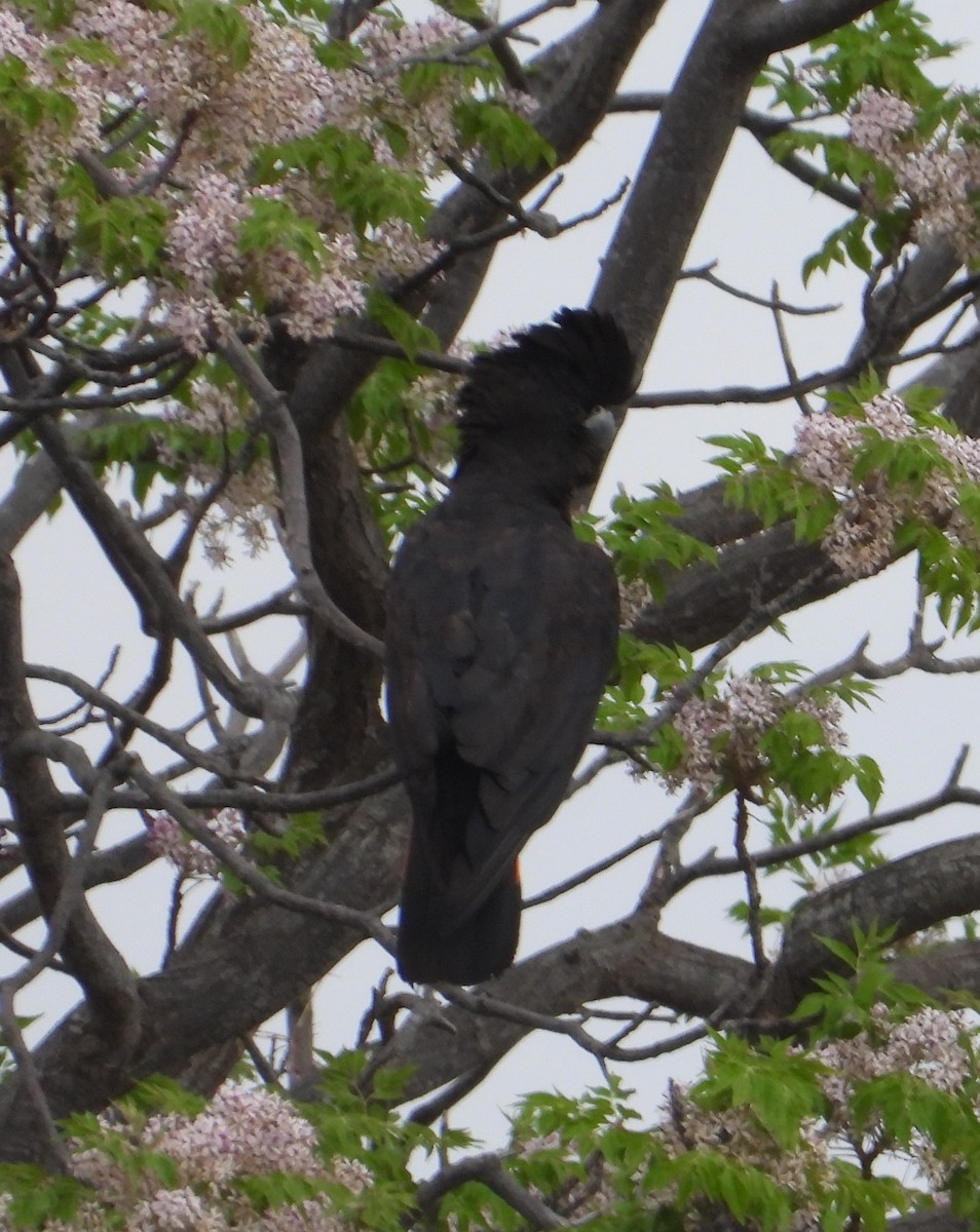 Red-tailed Black-Cockatoo - ML609623935