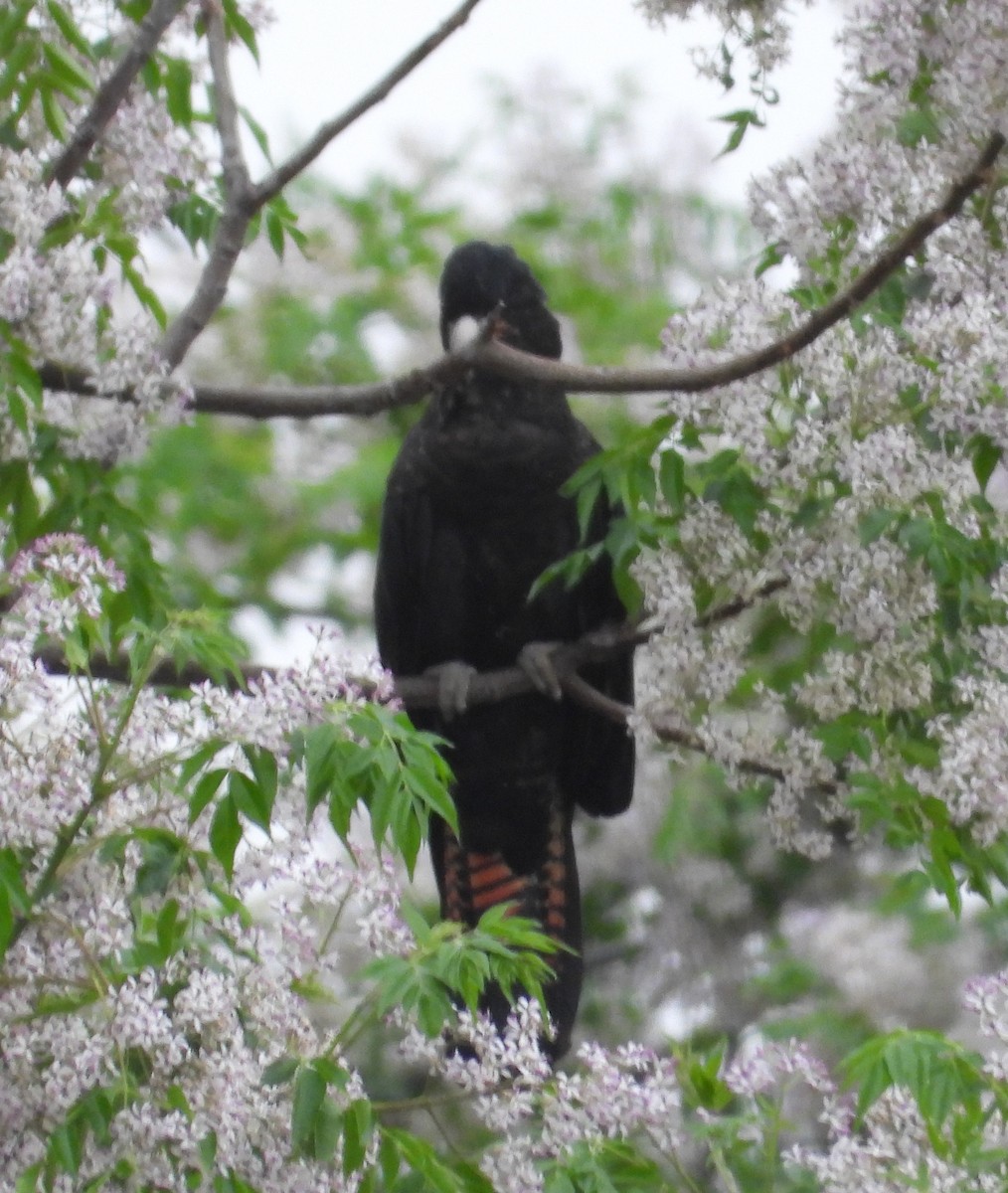 Red-tailed Black-Cockatoo - ML609623936