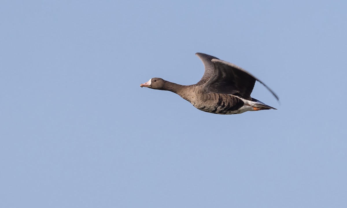Greater White-fronted Goose (Western) - ML609624004