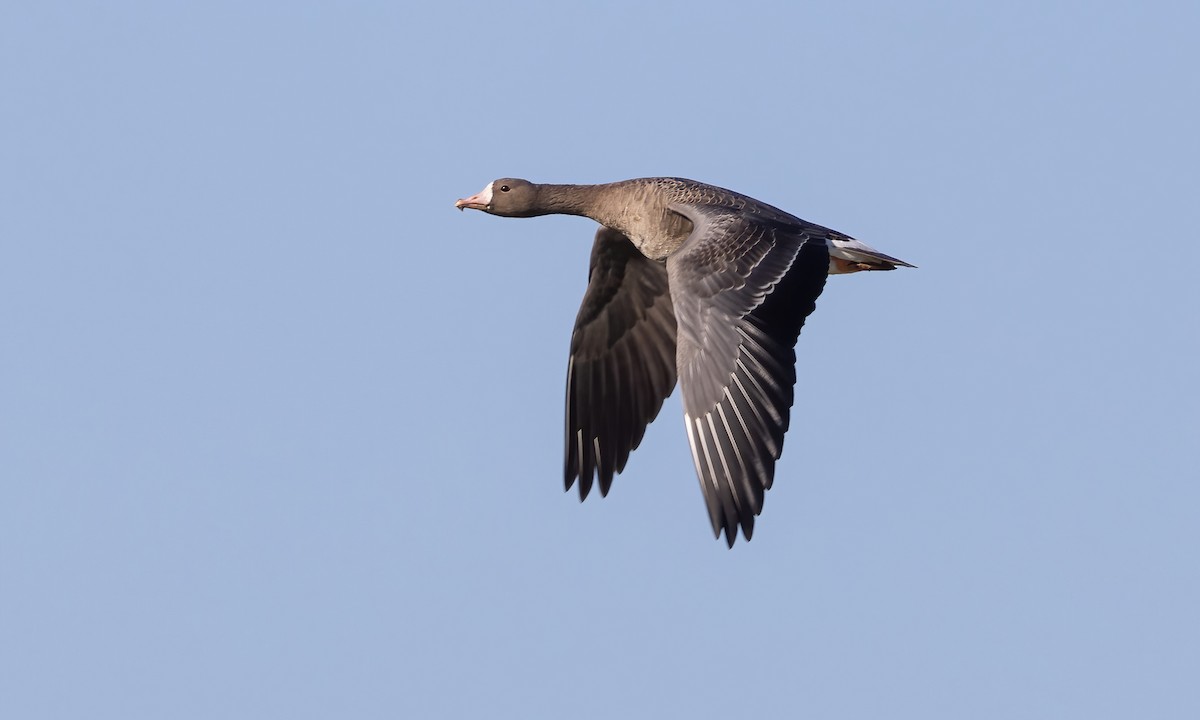 Greater White-fronted Goose (Western) - ML609624005