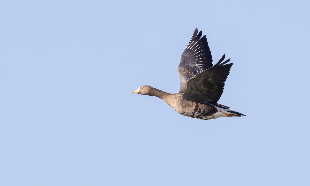 Greater White-fronted Goose (Western) - ML609624006