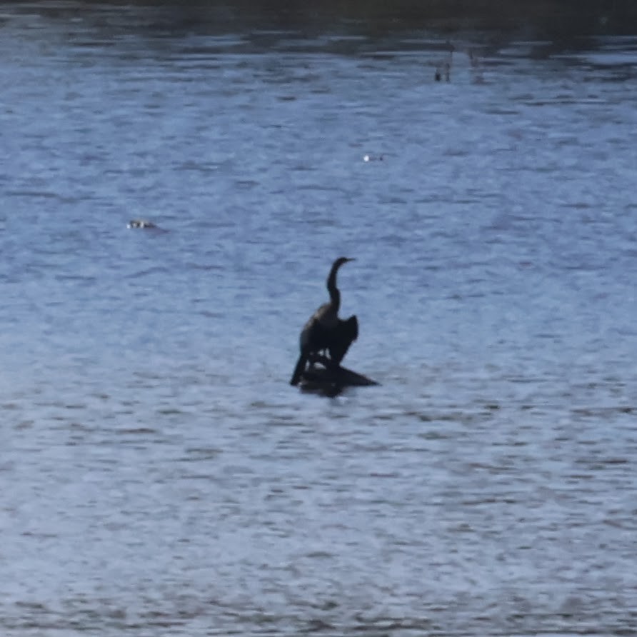 Anhinga - ML609624100