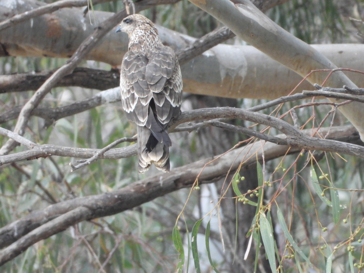 Black Kite - ML609624104