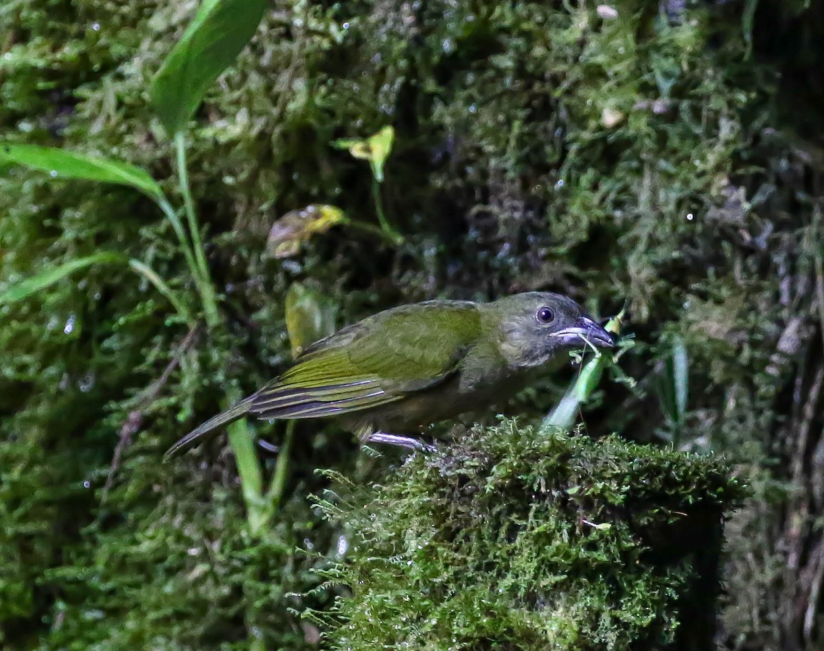 Ochre-breasted Tanager - Larry Schmahl