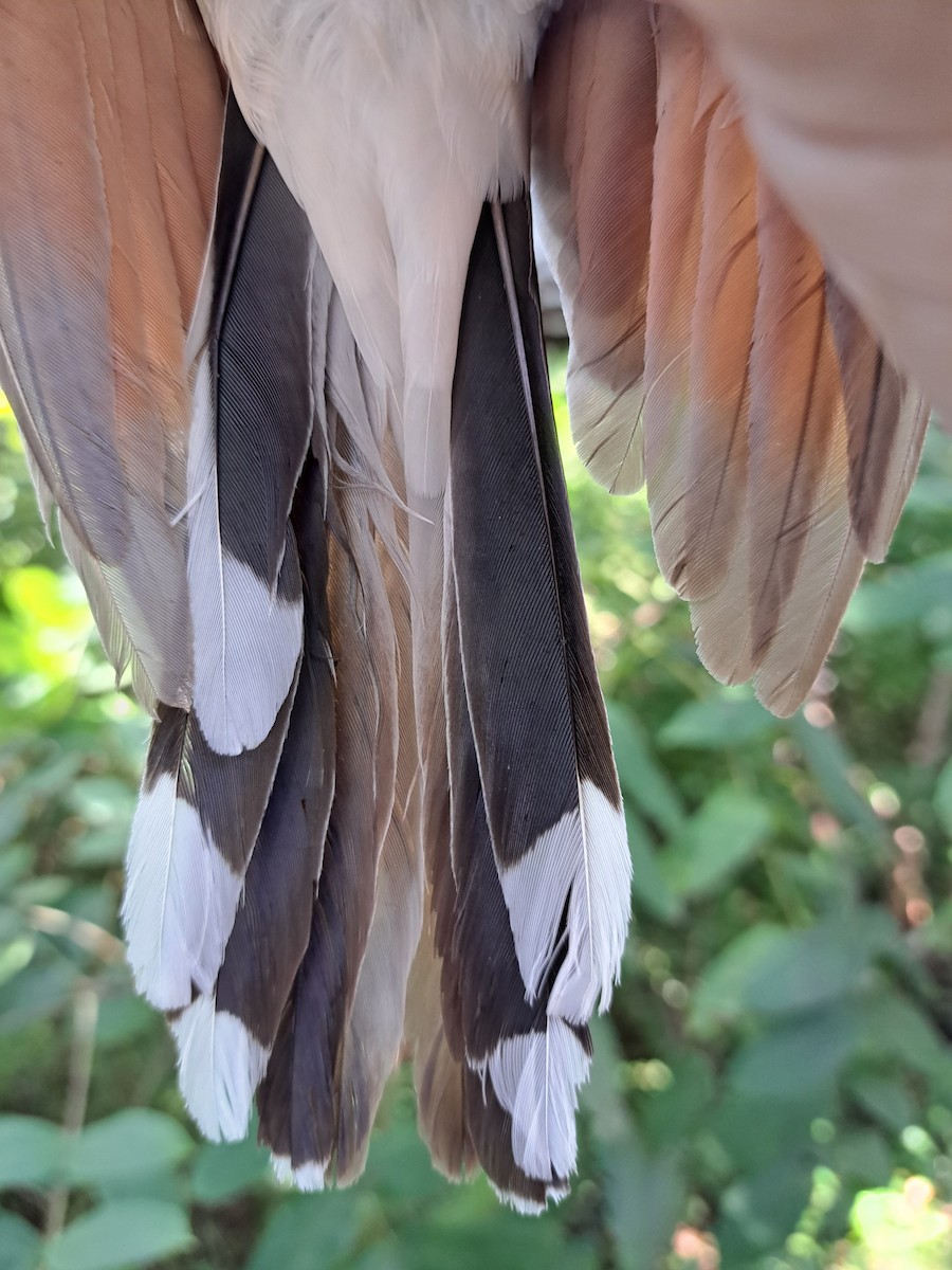 Yellow-billed Cuckoo - ML609624203