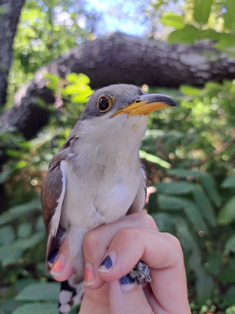 Yellow-billed Cuckoo - ML609624205