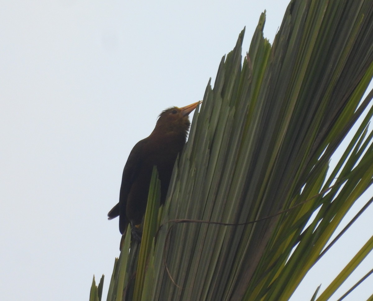 Russet-backed Oropendola - ML609624228