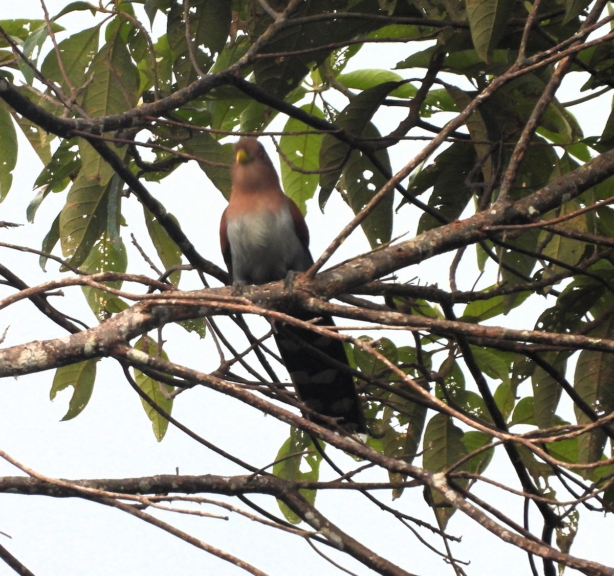 Squirrel Cuckoo - ML609624252