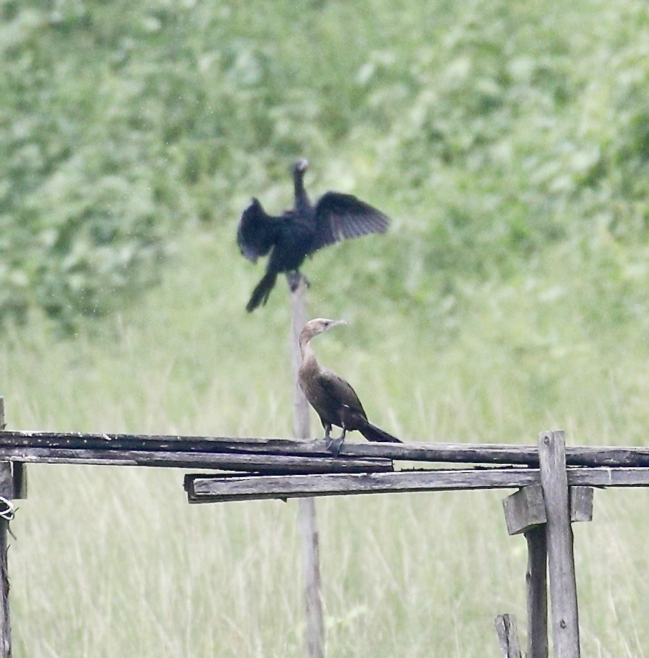 アジアコビトウ - ML609624291
