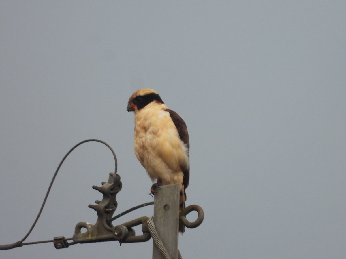 Laughing Falcon - ML609624293