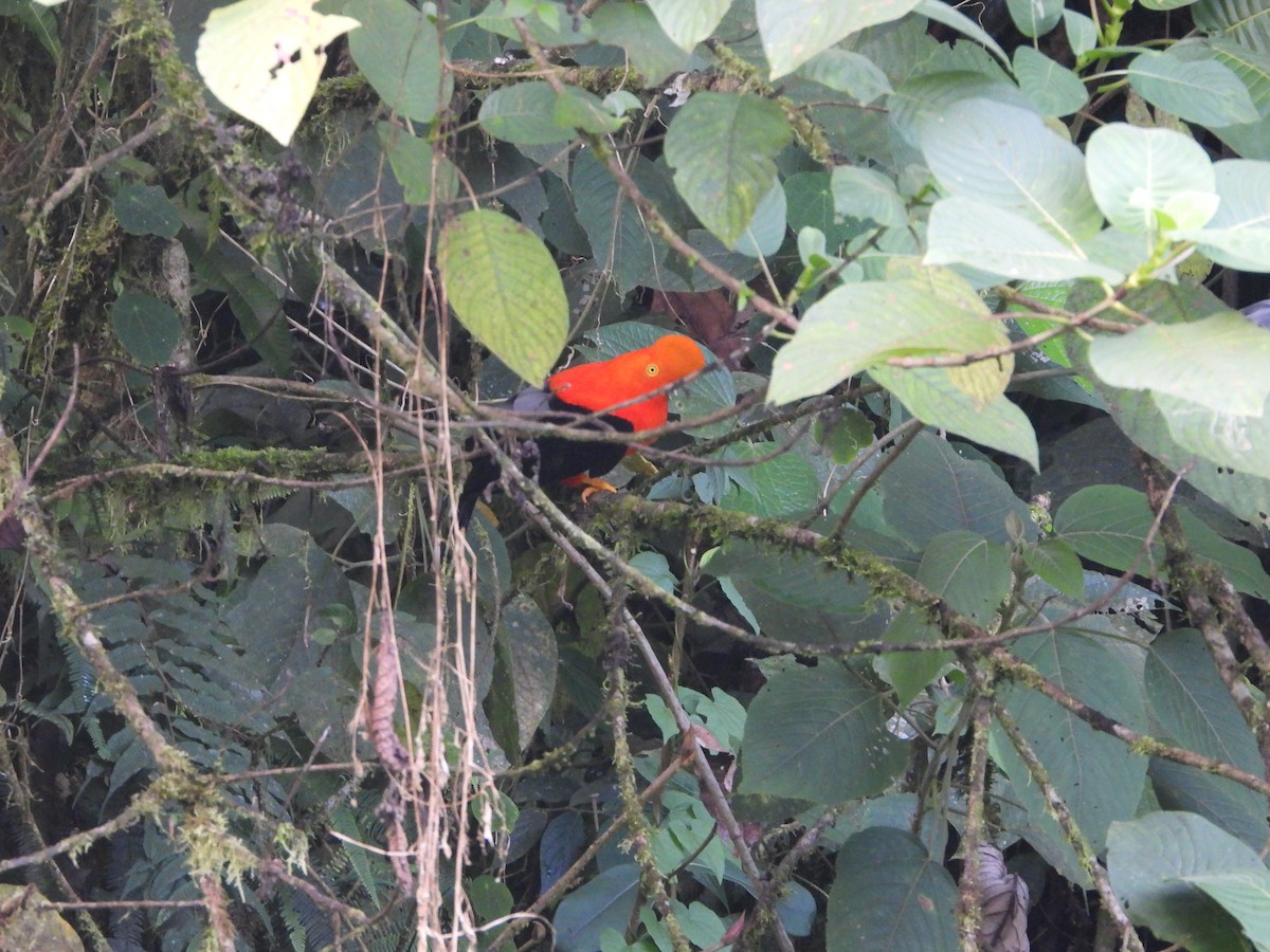 Andean Cock-of-the-rock - ML609624309