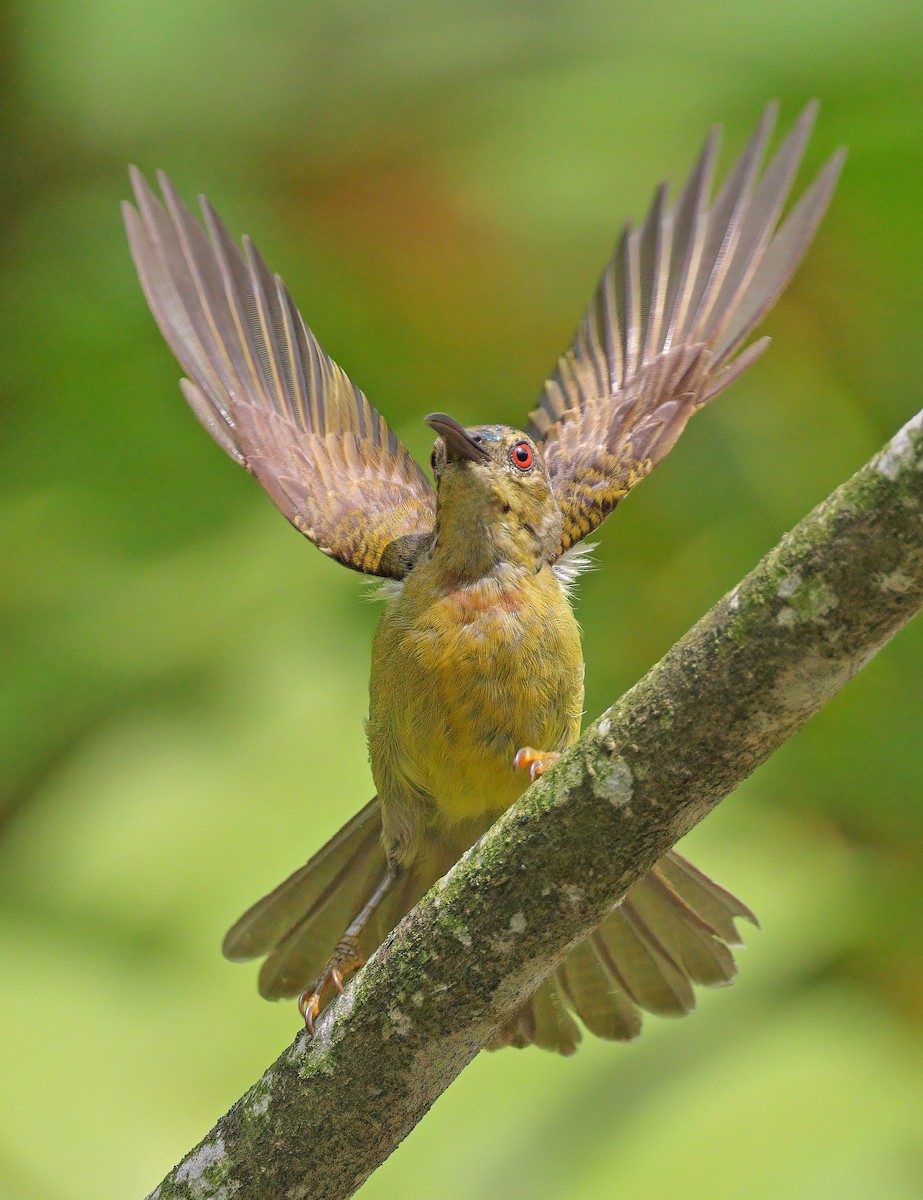 Brown-throated Sunbird - ML609624335