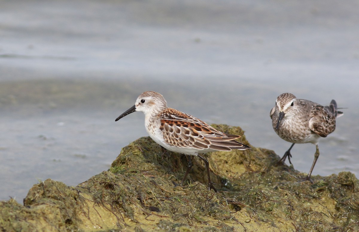 Western Sandpiper - ML609624376