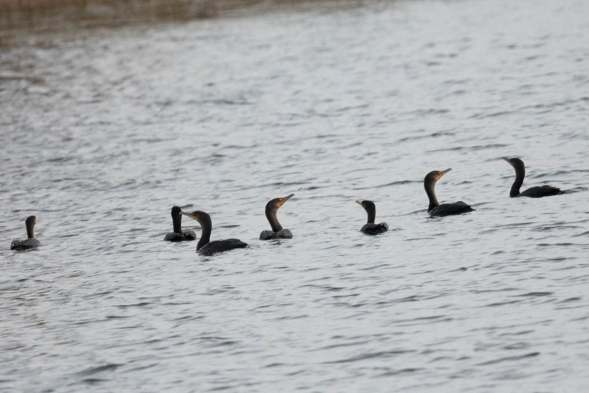 Double-crested Cormorant - ML609624436