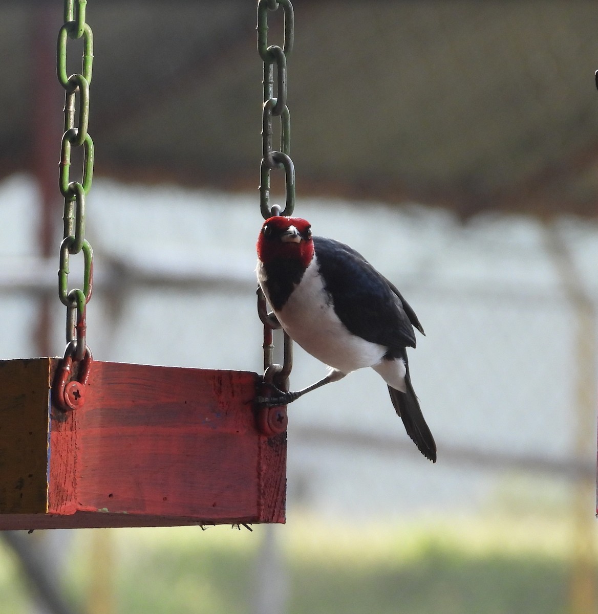 Red-capped Cardinal - ML609624445