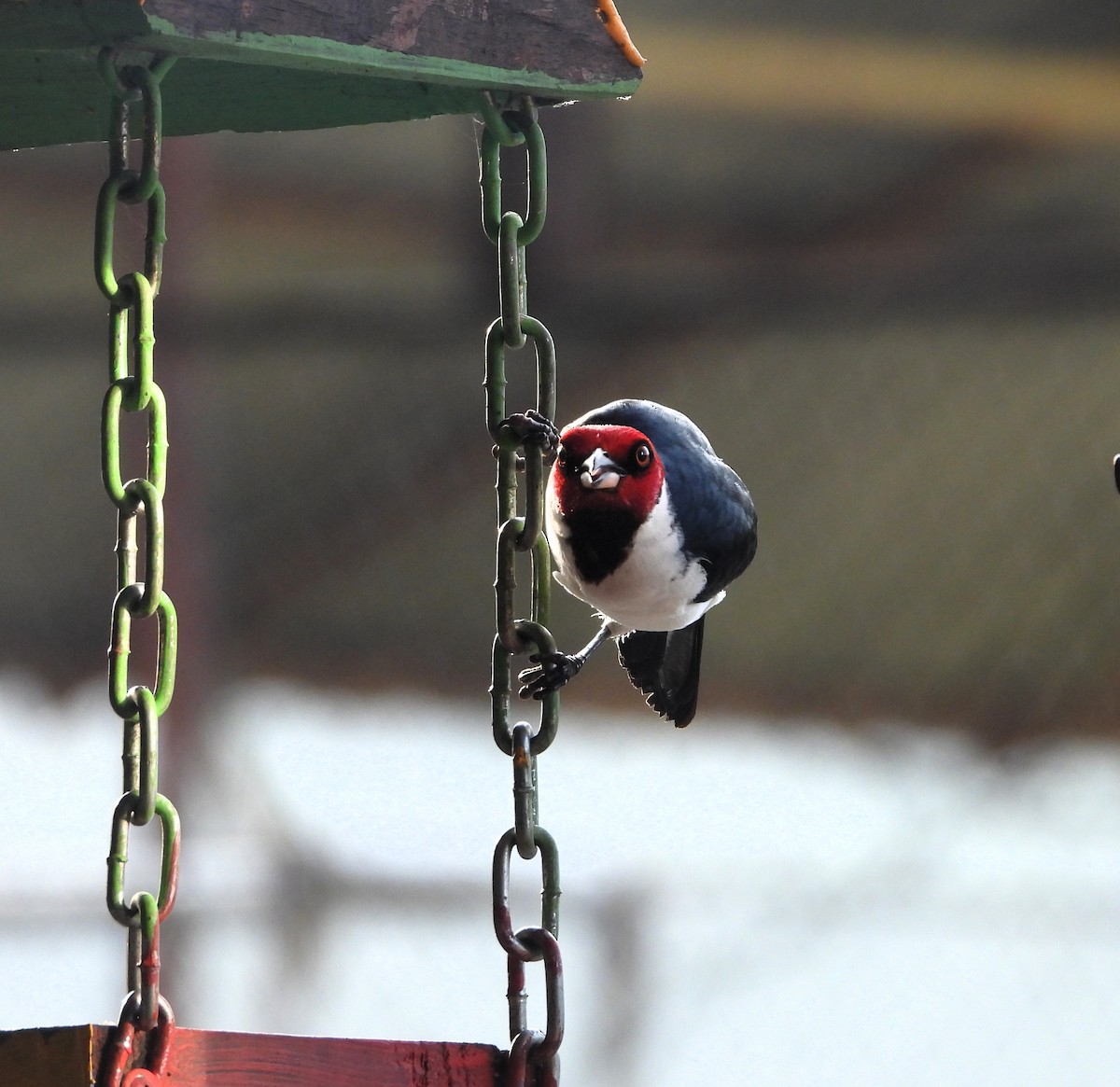 Red-capped Cardinal - ML609624446