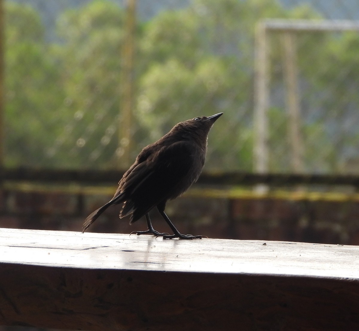 Carib Grackle - Albeiro Erazo Farfán