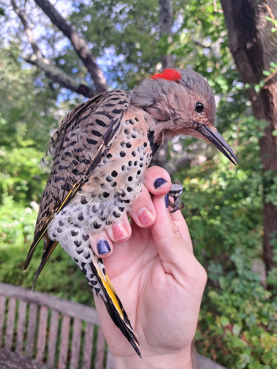 Northern Flicker (Yellow-shafted) - ML609624491