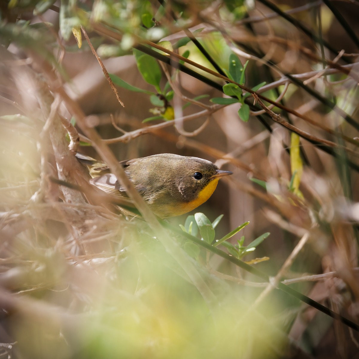 Common Yellowthroat - ML609624501