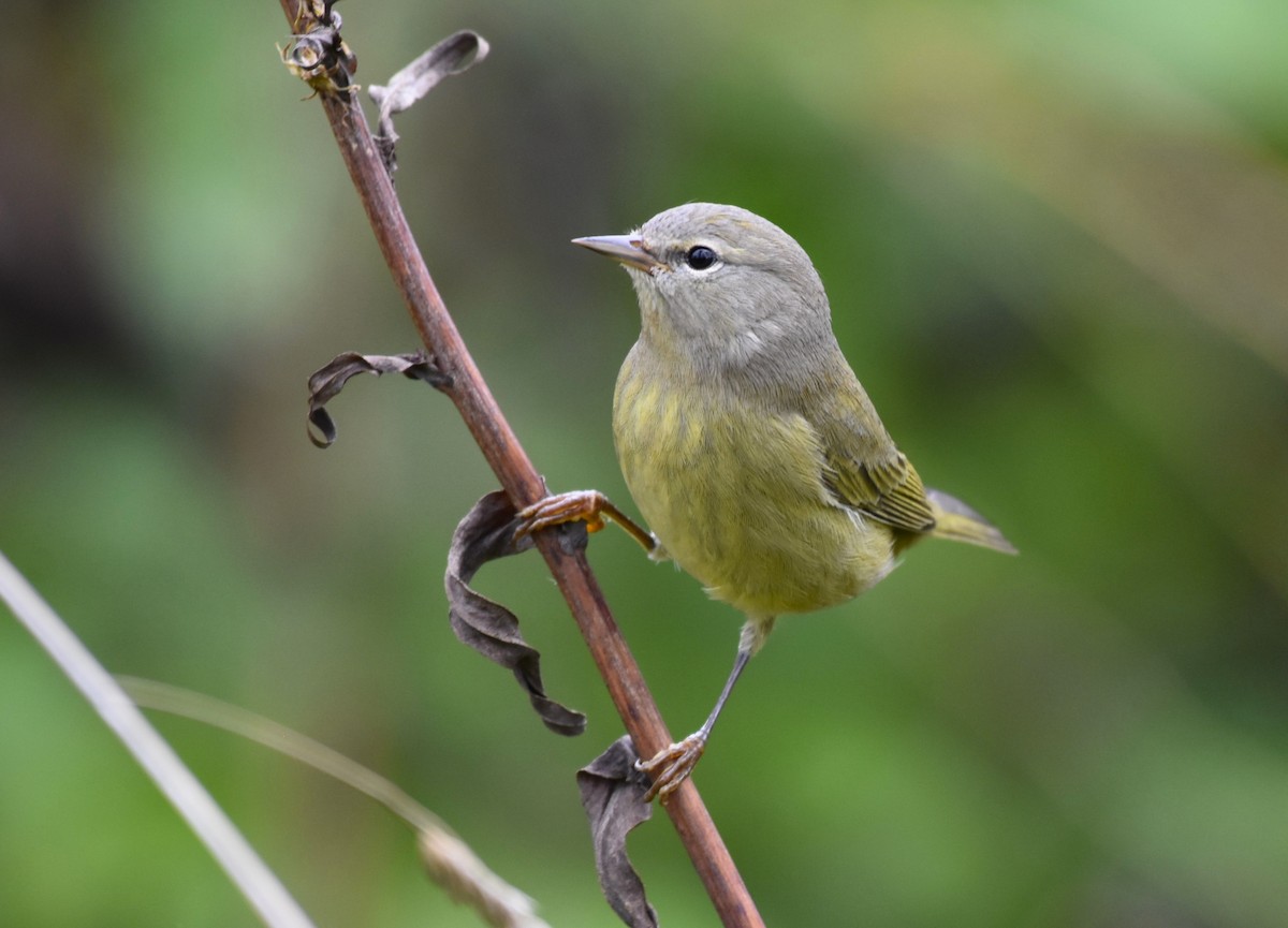 Orange-crowned Warbler - Tom M