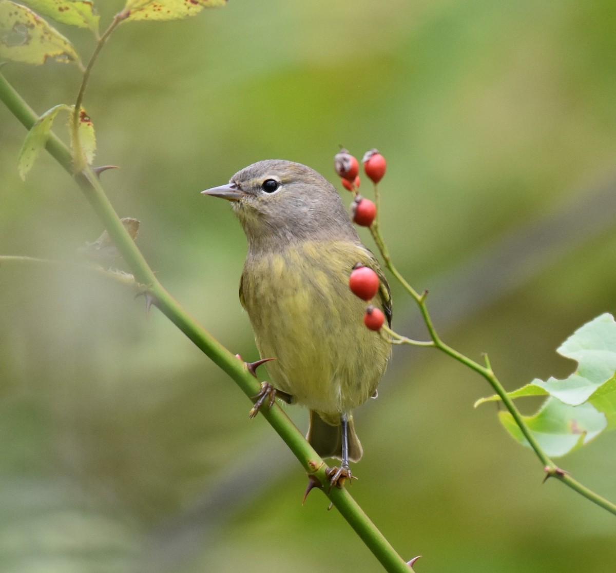 Orange-crowned Warbler - ML609624567