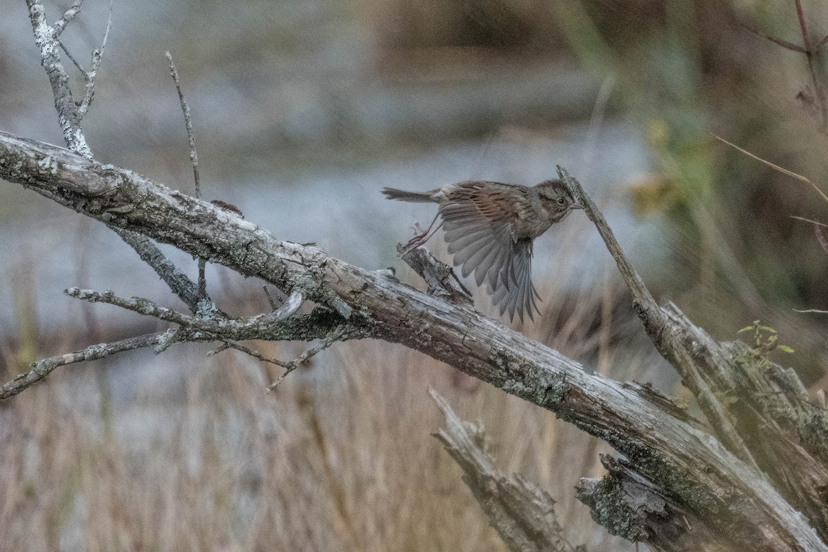 Swamp Sparrow - ML609624580