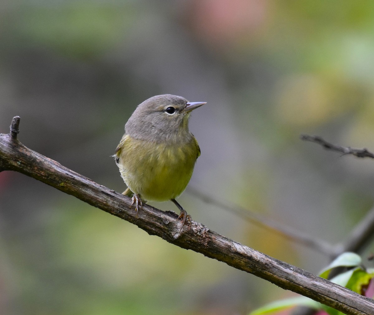 Orange-crowned Warbler - ML609624582