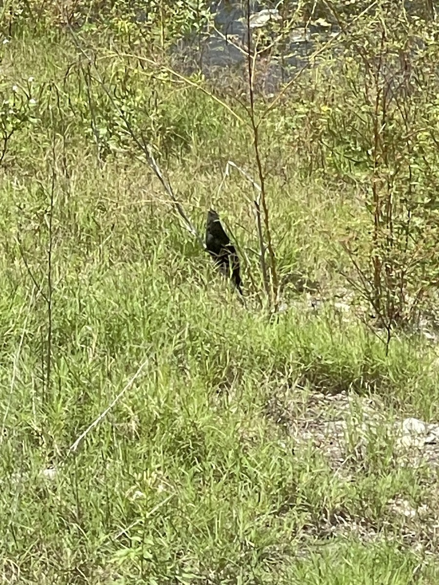 Smooth-billed Ani - ML609624627