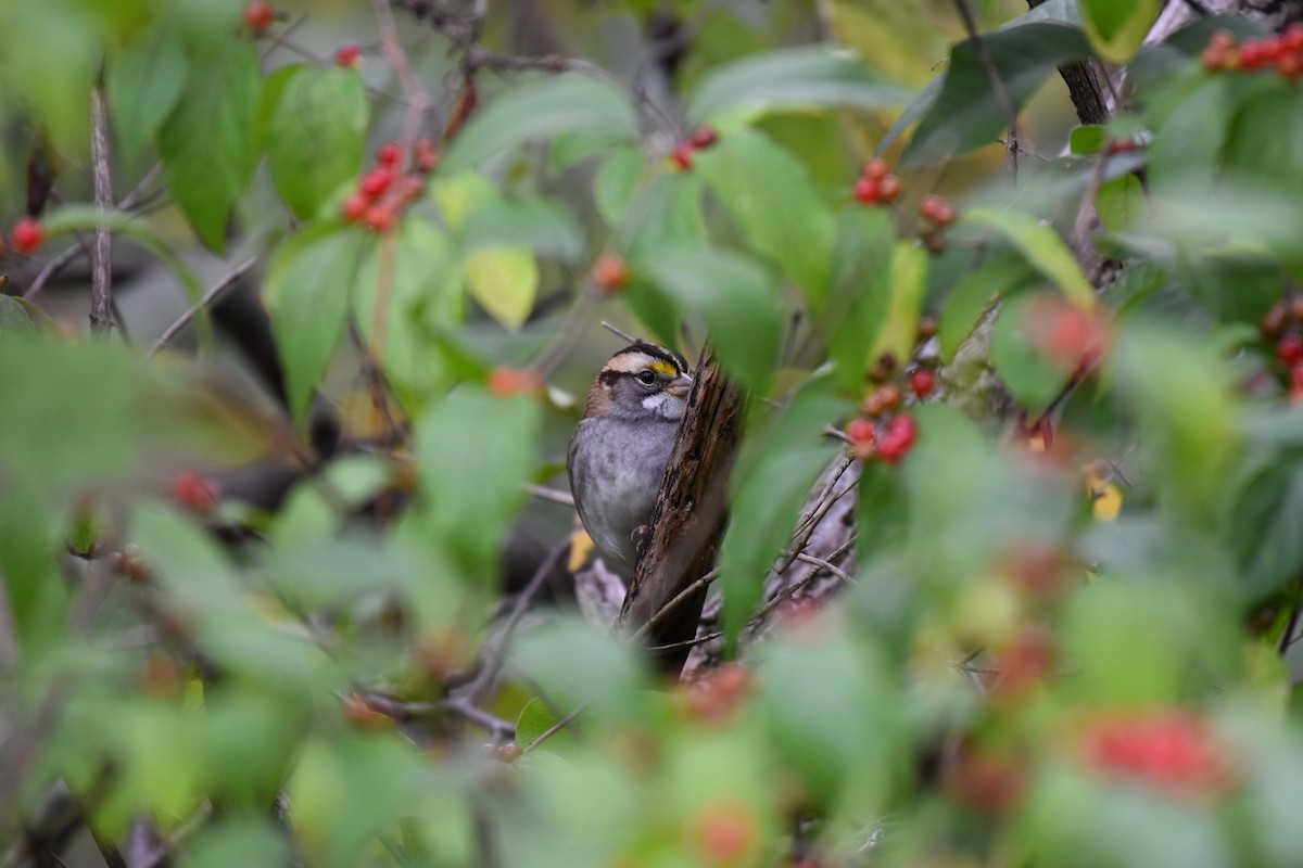 White-throated Sparrow - Tom M