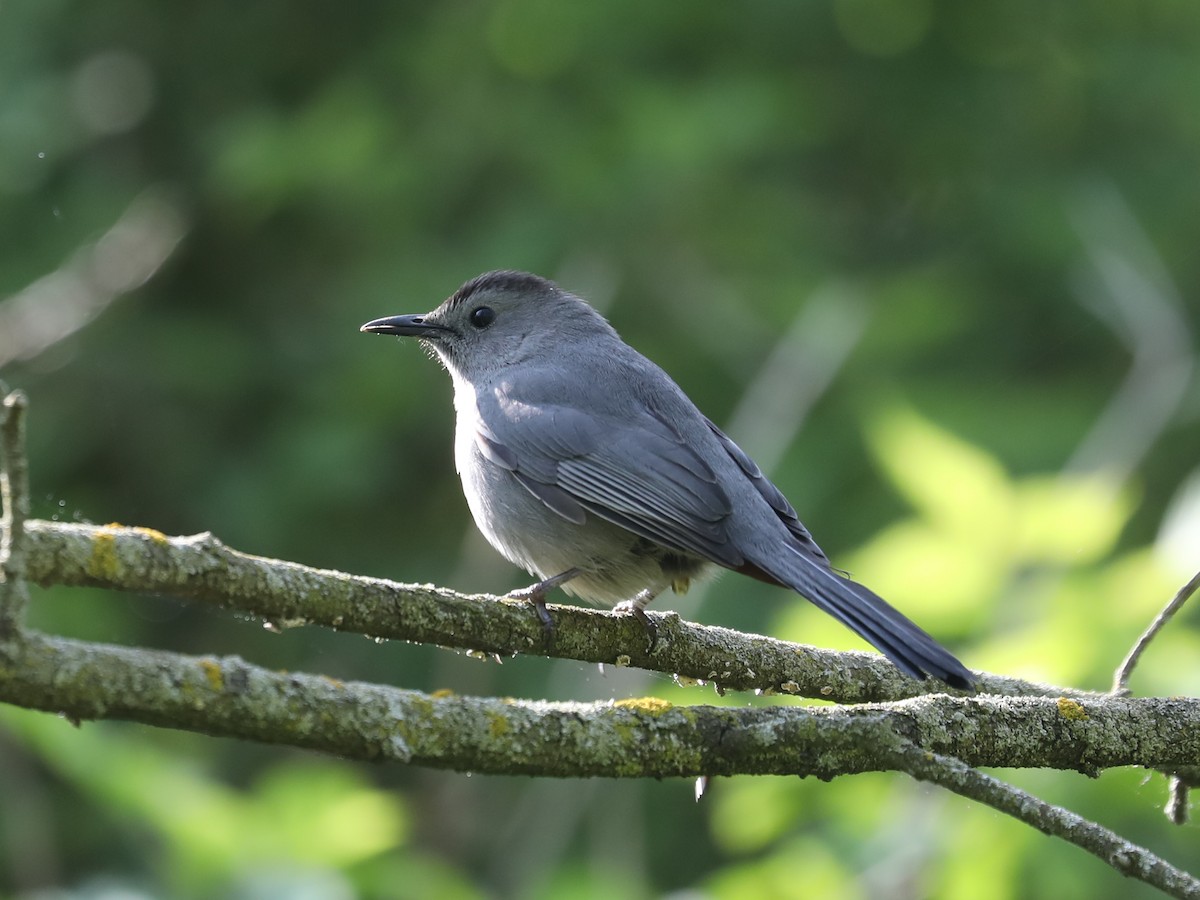 Gray Catbird - ML609624691