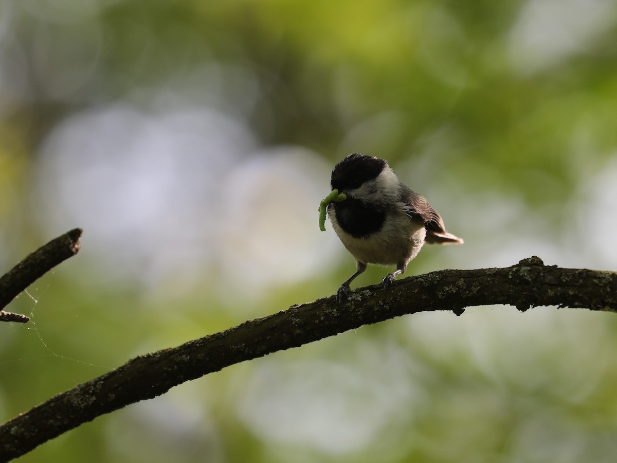 Carolina Chickadee - ML609624715