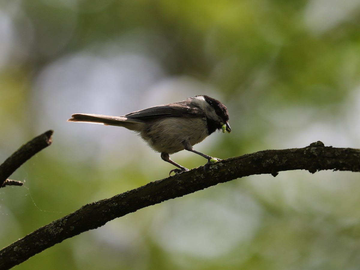 Carolina Chickadee - ML609624716