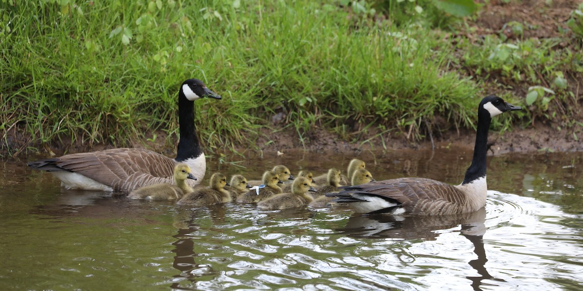 kanadagås - ML609624753