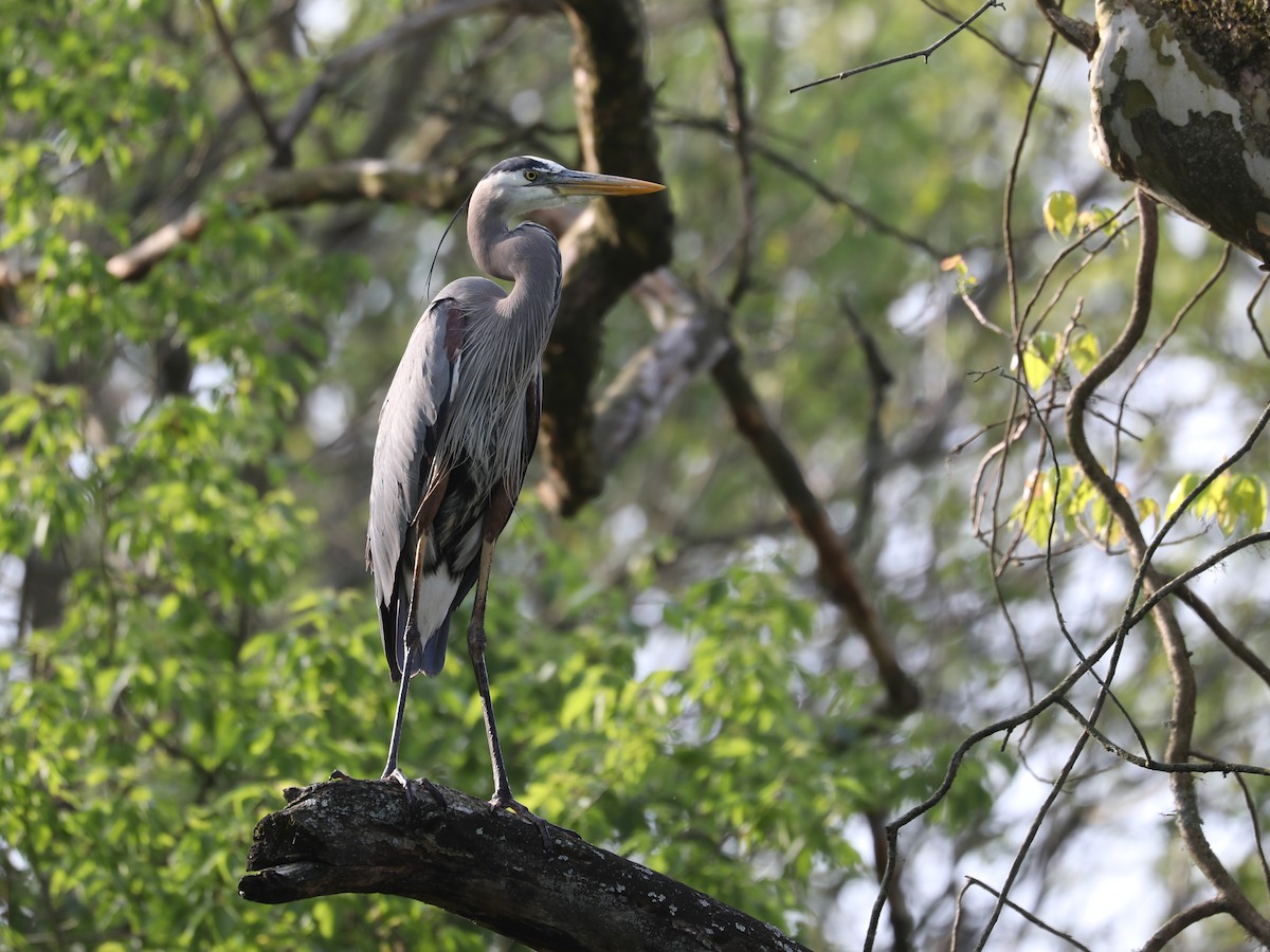 herodiashegre - ML609624758