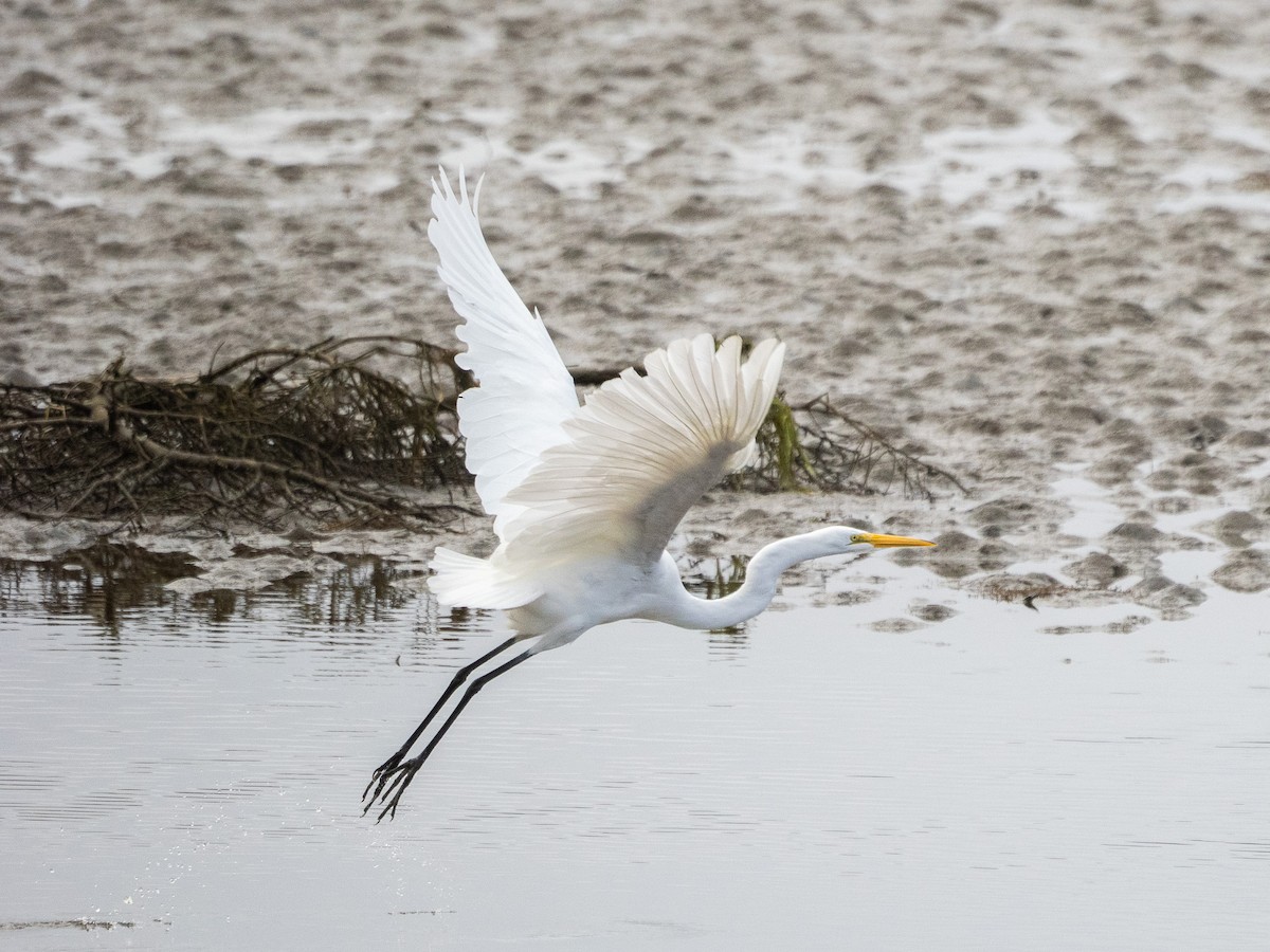 Great Egret - ML609624802