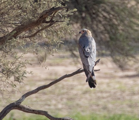 African Harrier-Hawk - ML609624898