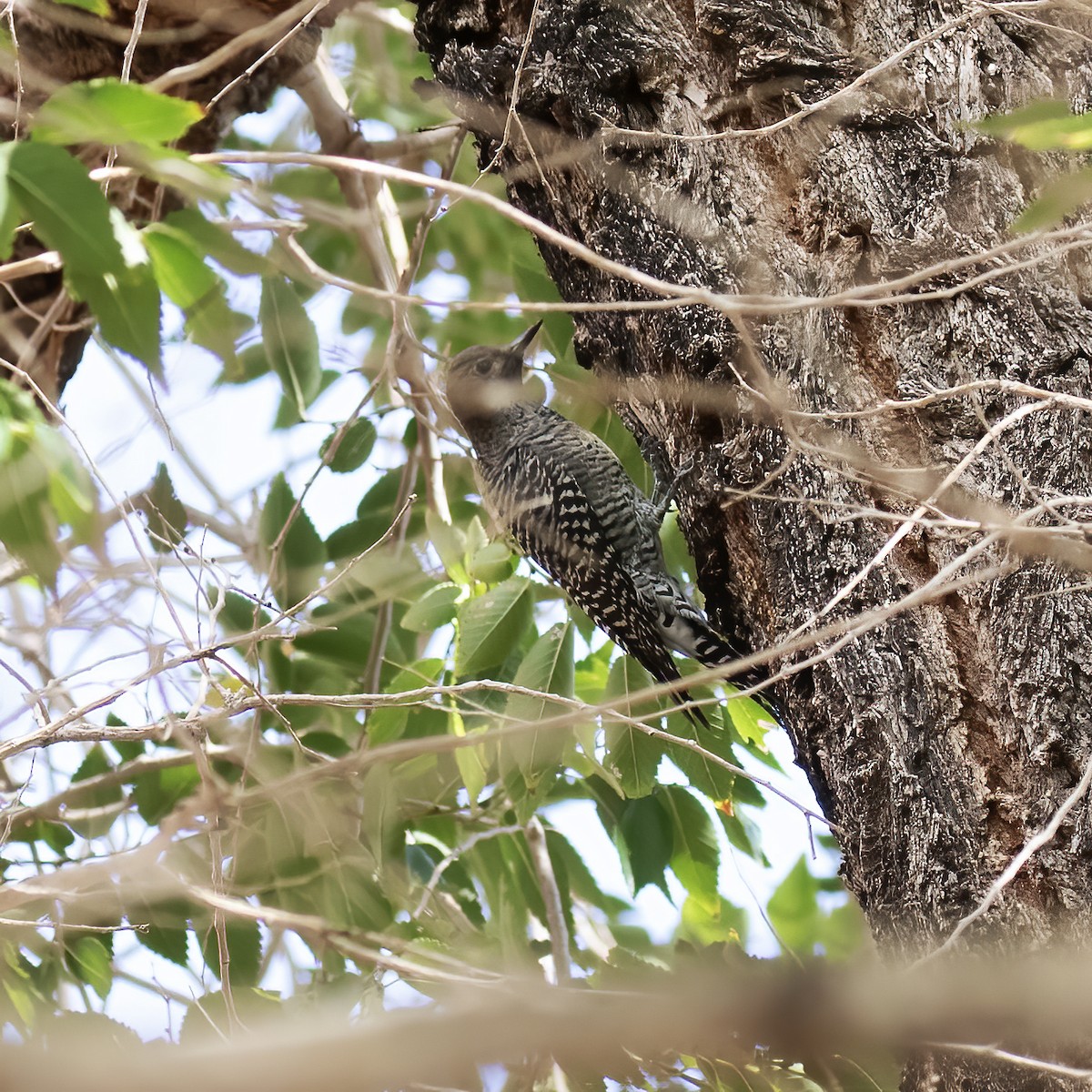 Williamson's Sapsucker - ML609624958