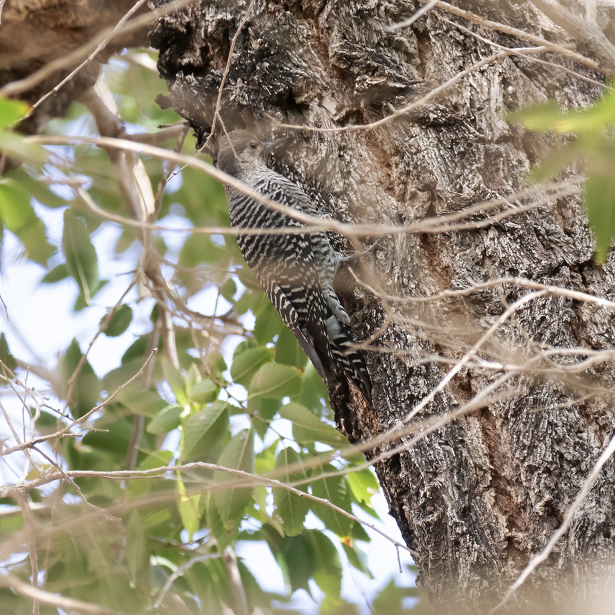 Williamson's Sapsucker - ML609624959