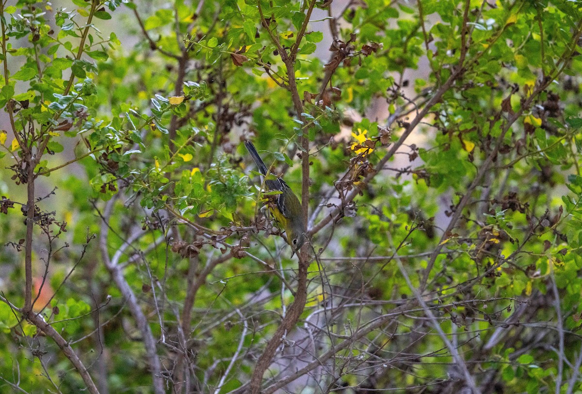 Magnolia Warbler - ML609624988