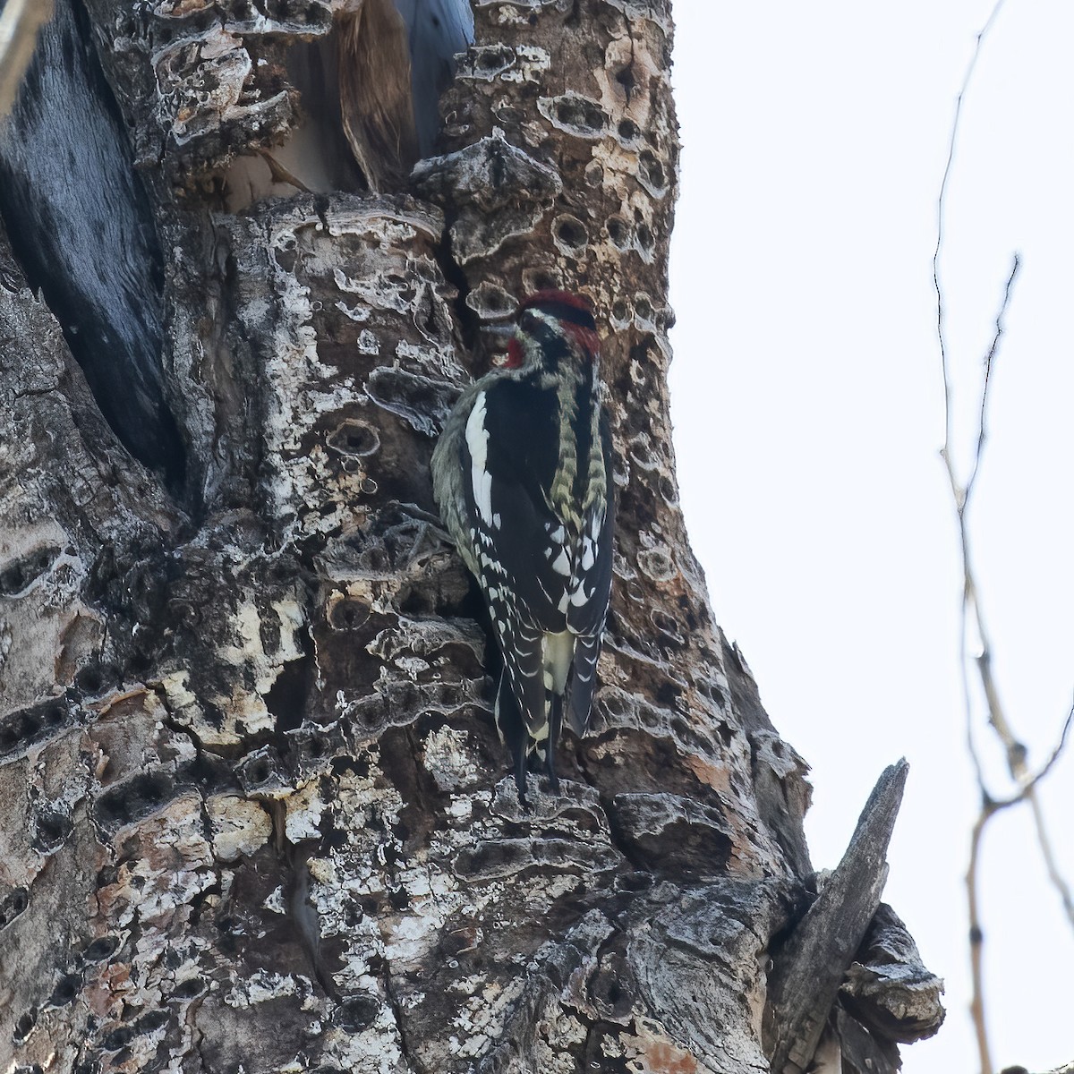 Red-naped Sapsucker - ML609625020