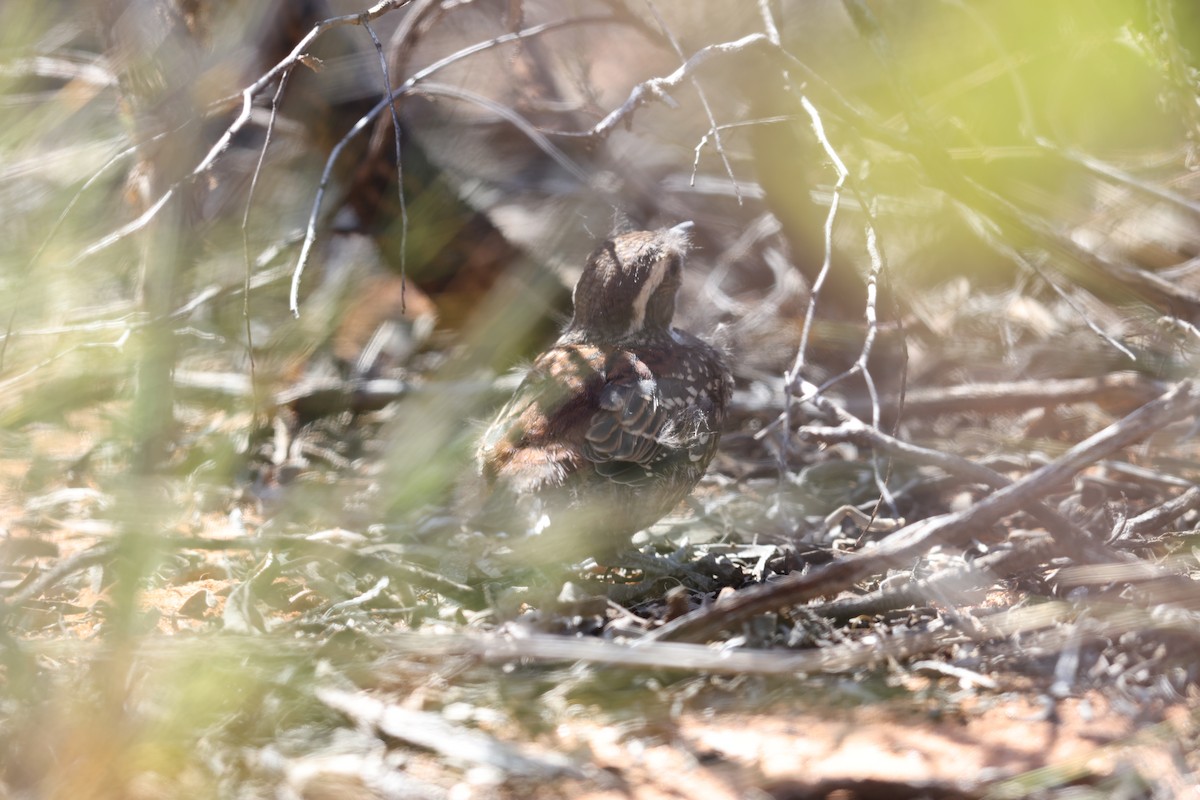 Chestnut Quail-thrush - Andrew Lau