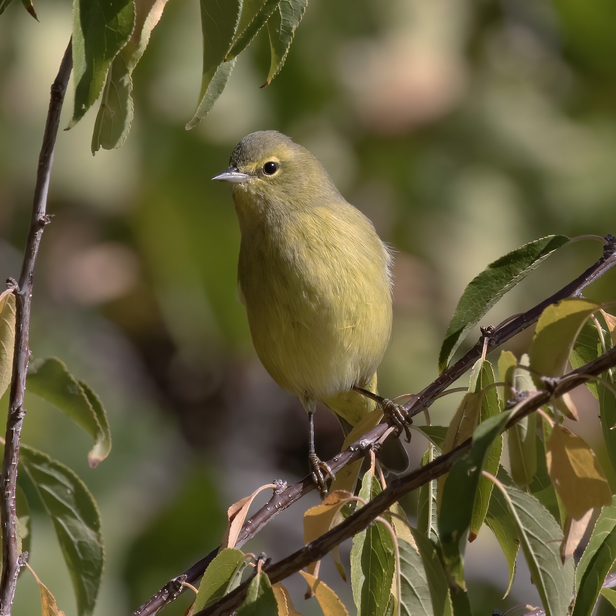 Orange-crowned Warbler - ML609625040