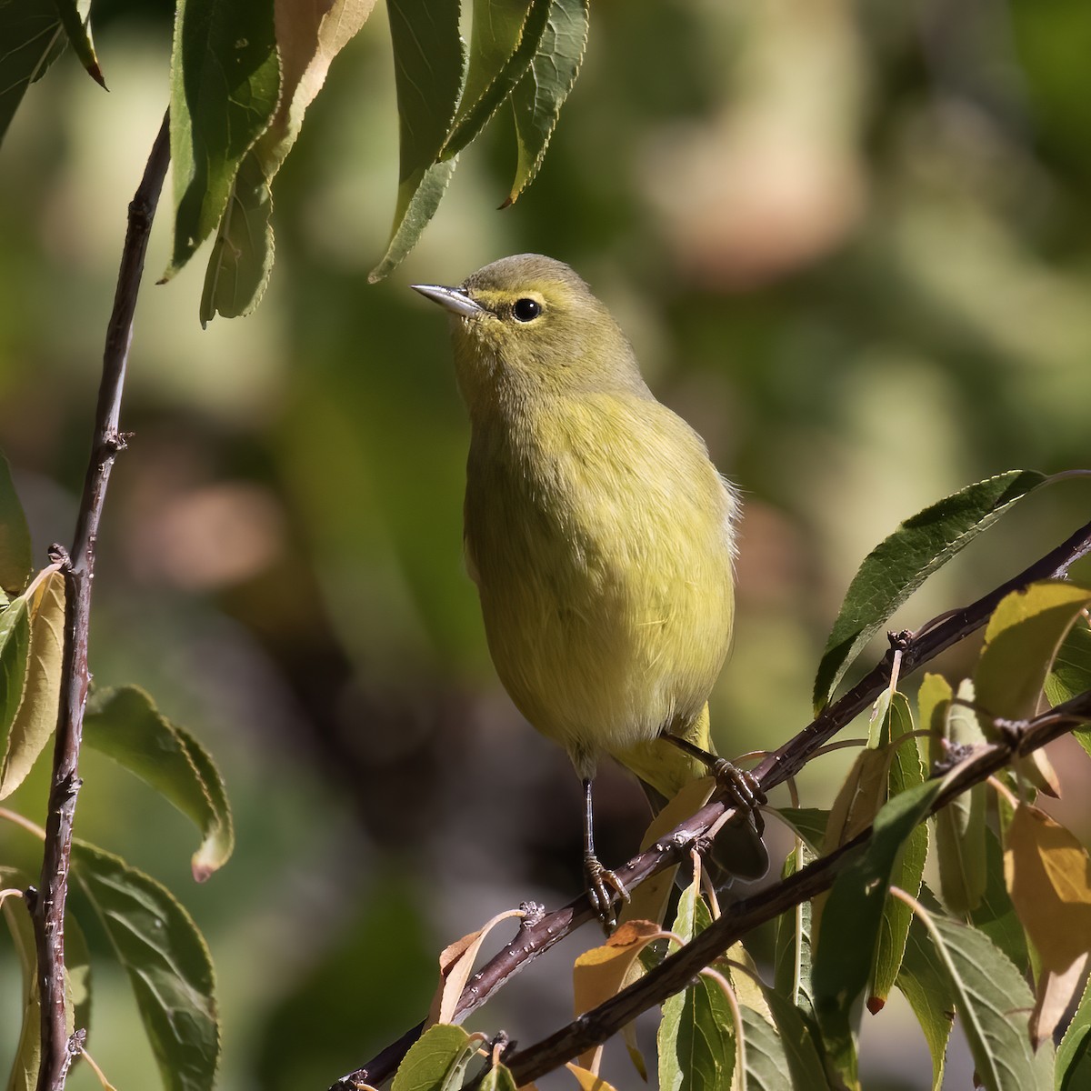 Orange-crowned Warbler - ML609625042