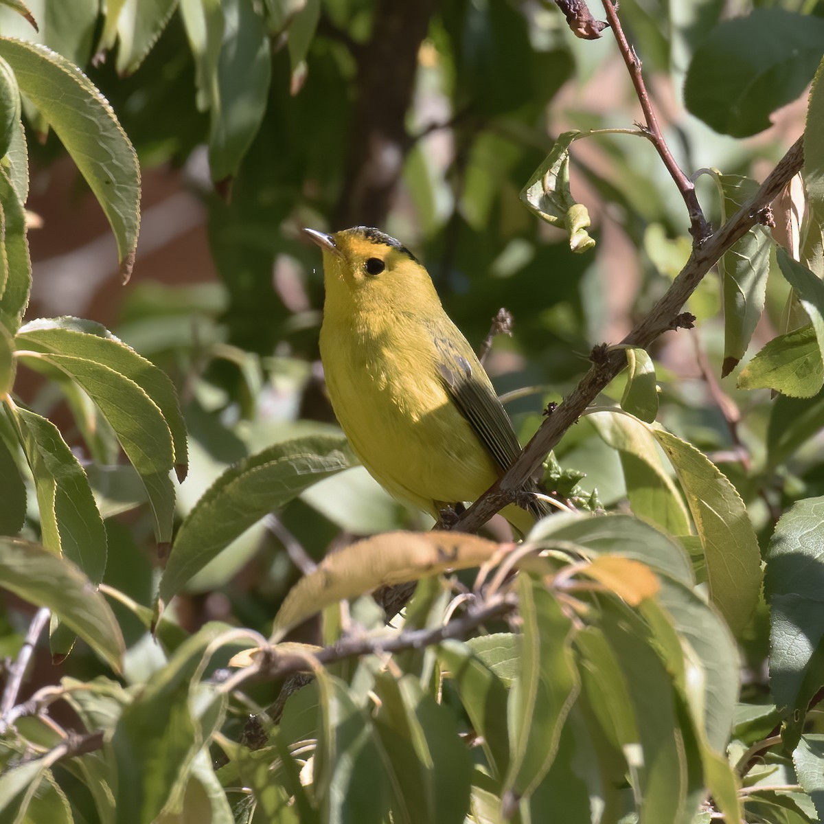 Wilson's Warbler - ML609625057