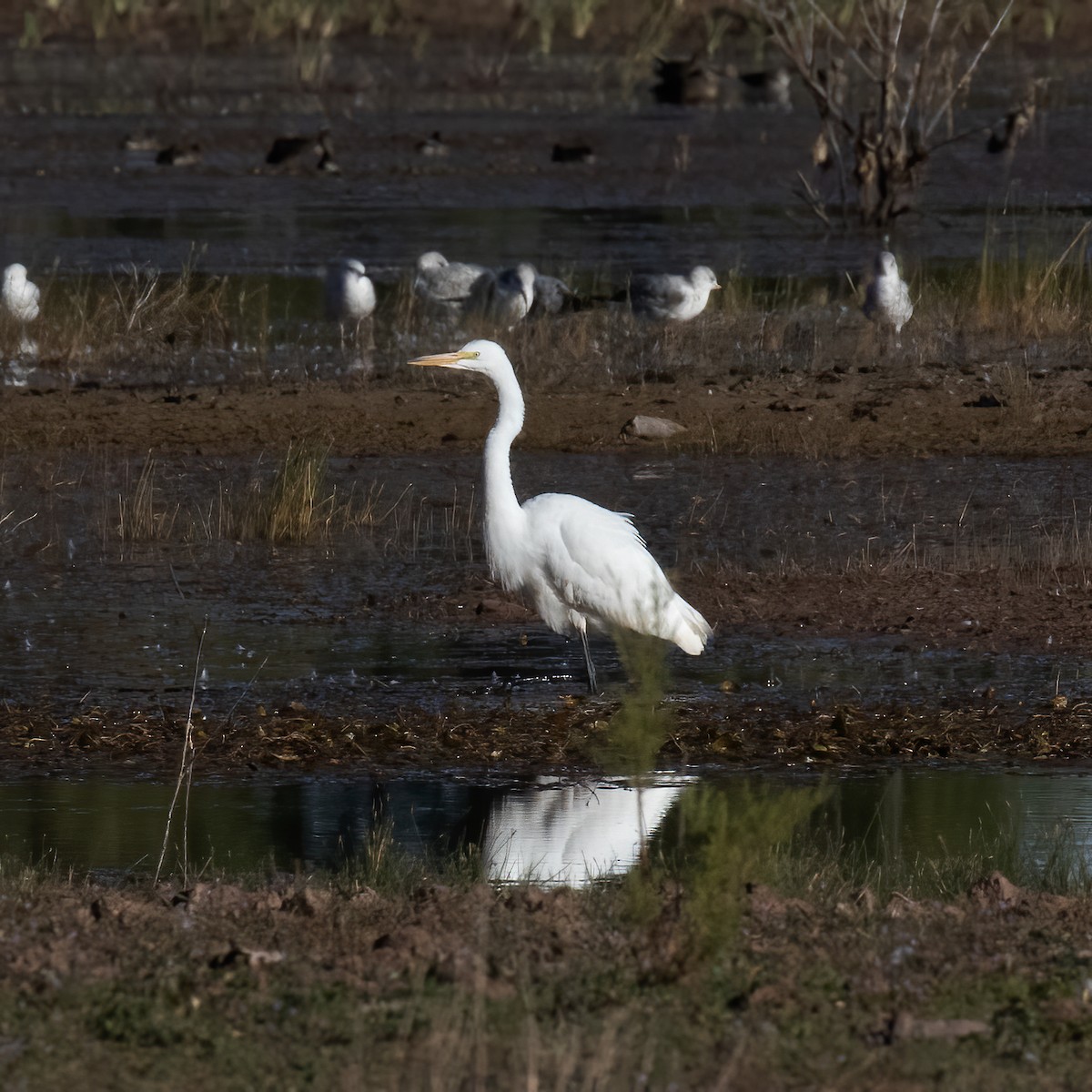 Great Egret - ML609625153