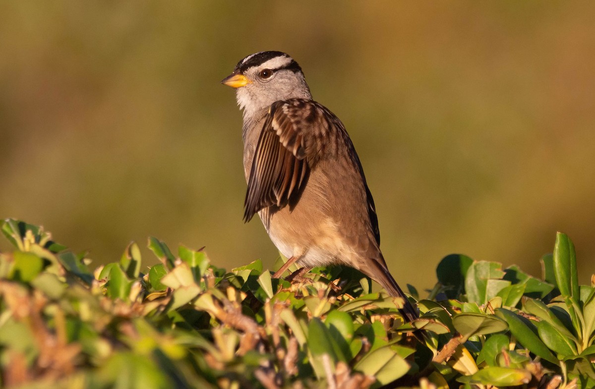 White-crowned Sparrow - ML609625210