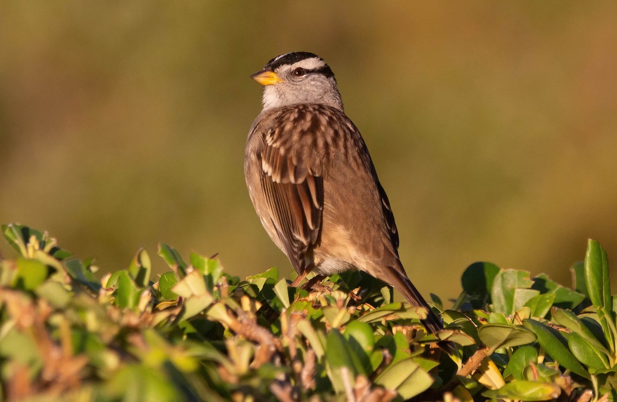 White-crowned Sparrow - ML609625214