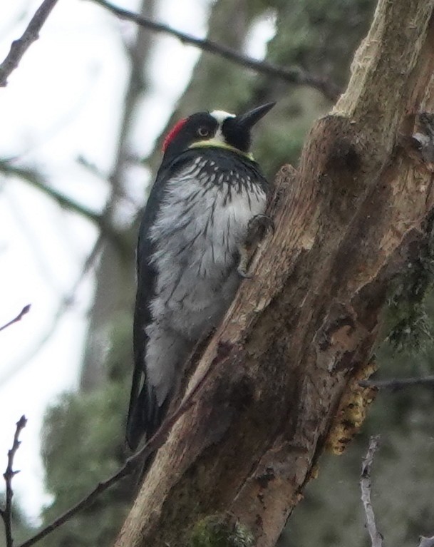 Acorn Woodpecker - ML609625426